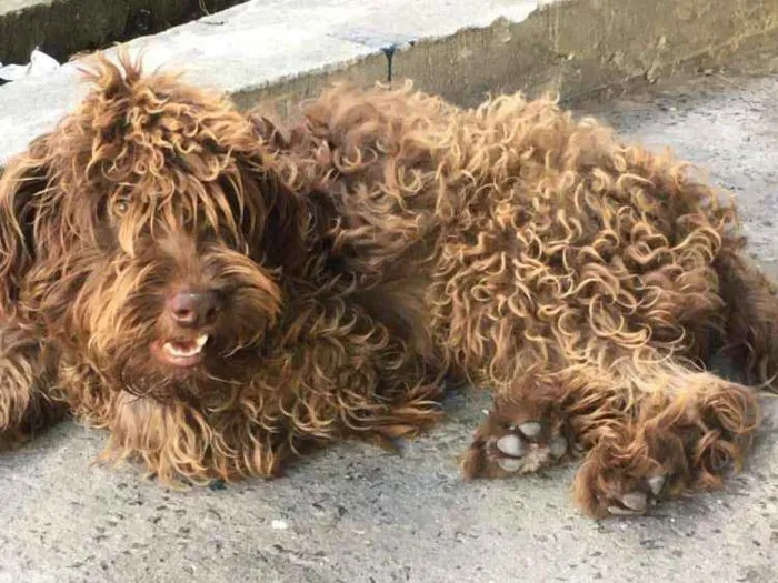 Cachorro ra a Vira lata  idade 7 a 11 meses nome Toddynho 