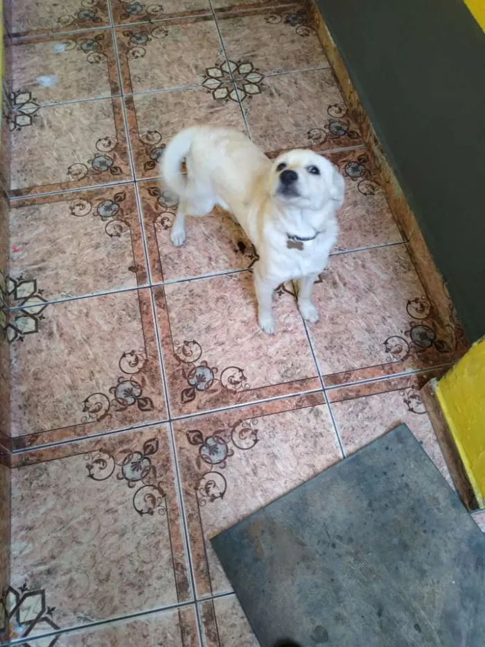 Cachorro ra a Vira lata idade 7 a 11 meses nome Skye