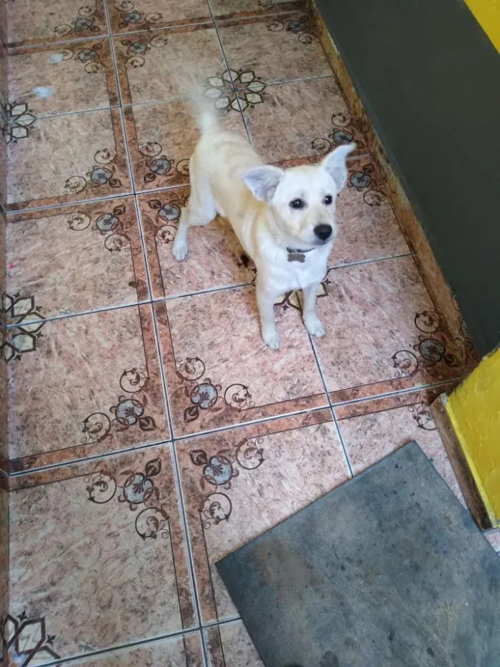 Cachorro ra a Vira lata idade 7 a 11 meses nome Skye