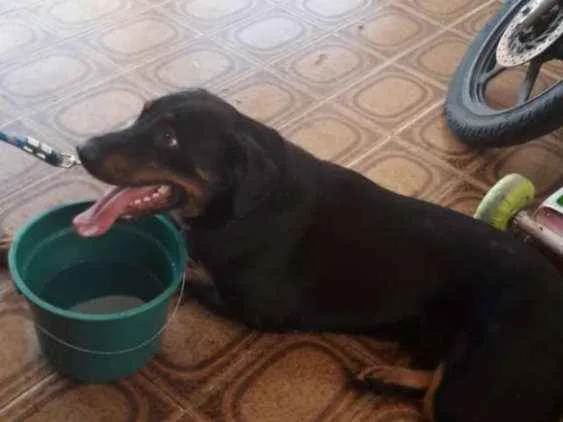 Cachorro ra a Sem raça definida  idade 2 anos nome Billy