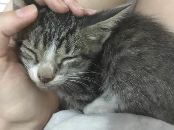 Gato raça Vira lata  idade Abaixo de 2 meses nome Juno 