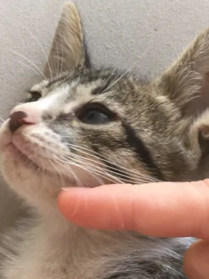 Gato raça Vira lata  idade Abaixo de 2 meses nome Juno 