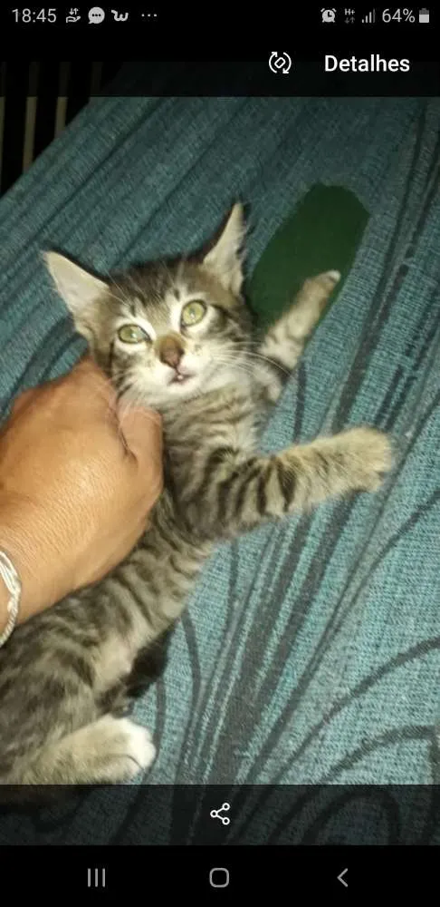 Gato ra a srd idade Abaixo de 2 meses nome filhote