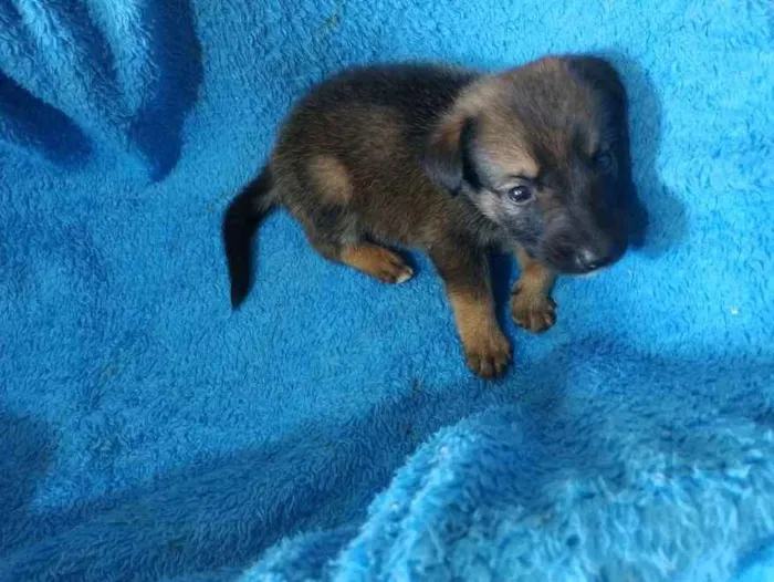 Cachorro ra a Indefinida  idade Abaixo de 2 meses nome Shoyu