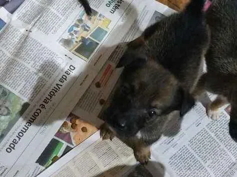 Cachorro ra a Indefinida  idade Abaixo de 2 meses nome Shoyu