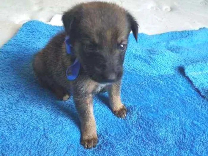 Cachorro ra a Indefinida  idade Abaixo de 2 meses nome Shoyu