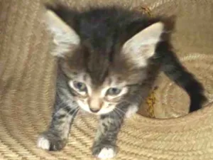 Gato raça srd idade Abaixo de 2 meses nome filhote