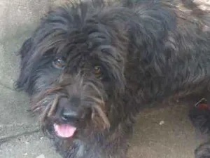 Cachorro raça Vira lata  idade 3 anos nome Toddynho e menina 