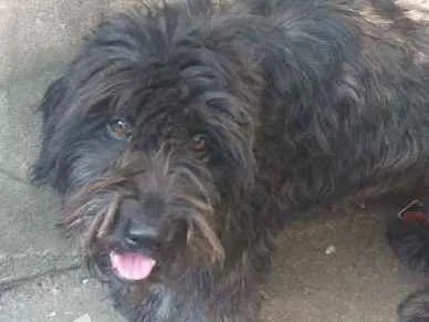 Cachorro ra a Vira lata  idade 3 anos nome Toddynho e menina 