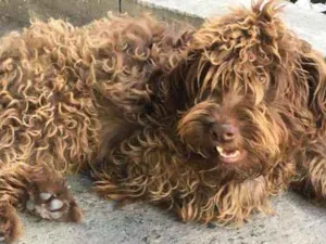 Cachorro raça Vira lata  idade 7 a 11 meses nome Toddynho 