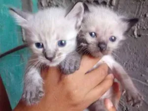 Gato raça Siamês idade Abaixo de 2 meses nome Sem nomes