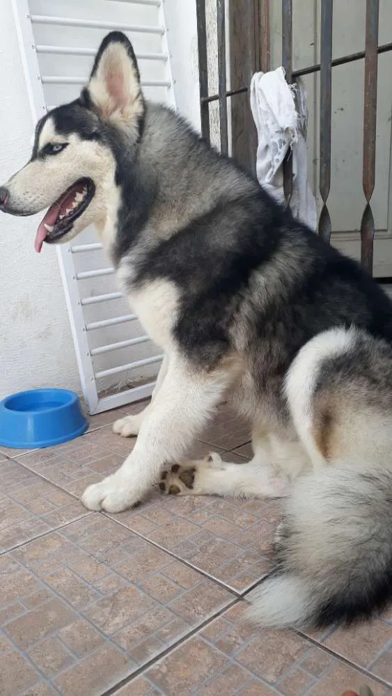 Cachorro raça Husky siberiano  idade 2 anos nome Billy 