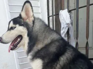 Cachorro raça Husky siberiano  idade 2 anos nome Billy 