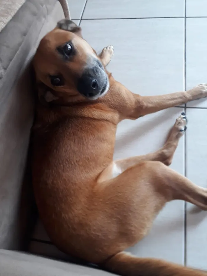 Cachorro raça SRD idade 4 anos nome Poli