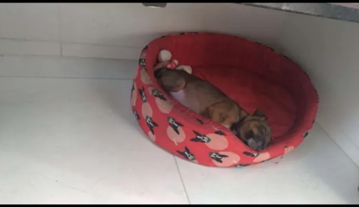 Cachorro ra a Vira lata idade Abaixo de 2 meses nome Sem nome