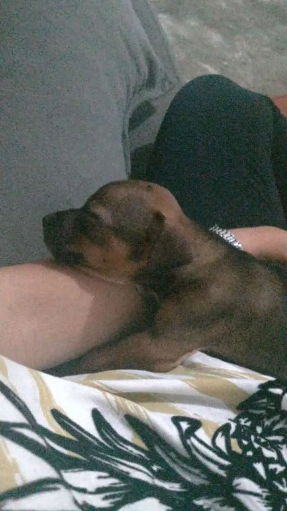 Cachorro ra a Vira lata idade Abaixo de 2 meses nome Sem nome