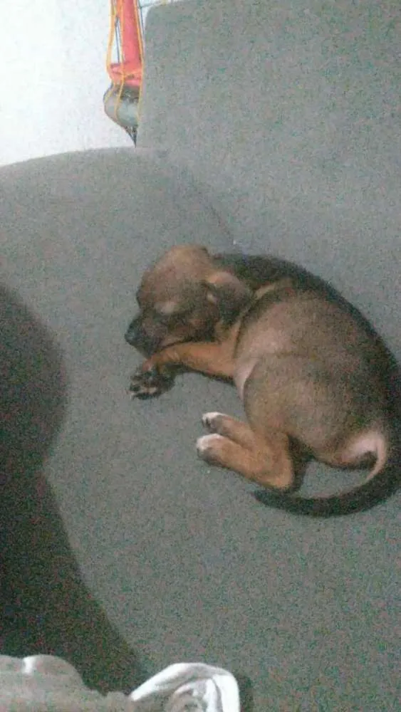 Cachorro ra a Vira lata idade Abaixo de 2 meses nome Sem nome