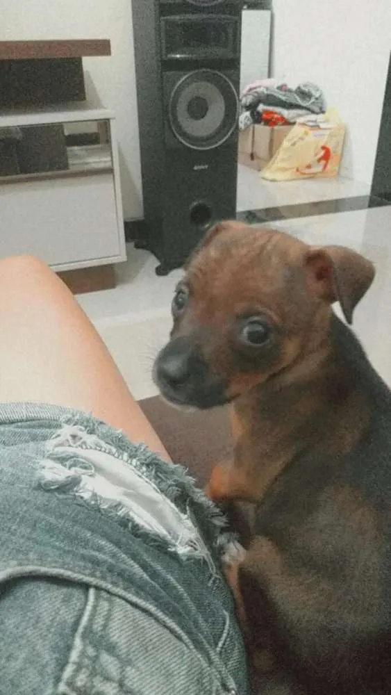 Cachorro ra a Vira lata idade Abaixo de 2 meses nome Sem nome
