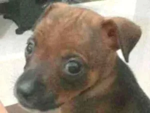 Cachorro raça Vira lata idade Abaixo de 2 meses nome Sem nome