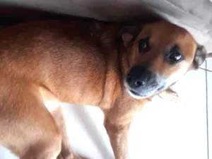 Cachorro raça SRD idade 4 anos nome Poli