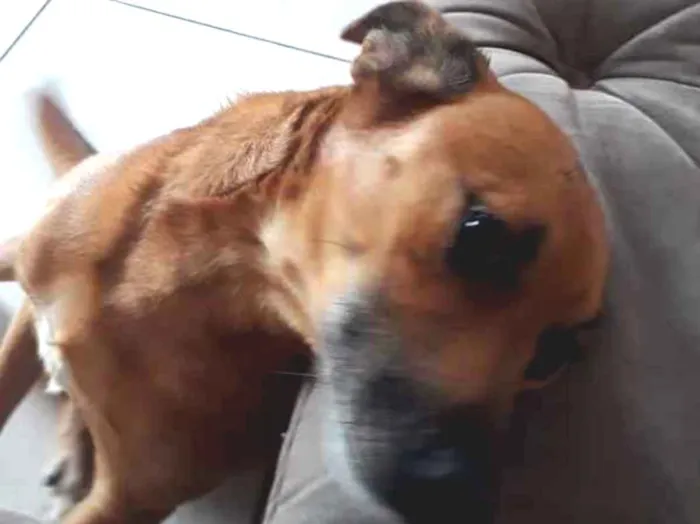Cachorro raça SRD idade 4 anos nome Poli