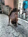 Hera
