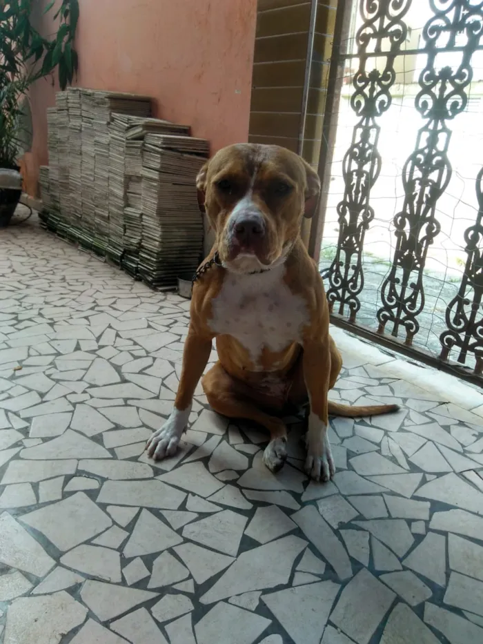 Cachorro ra a Pit-Bull idade 1 ano nome Hera