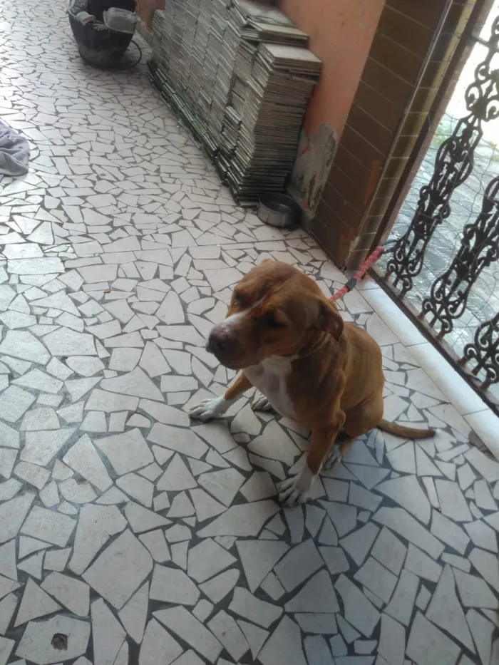 Cachorro ra a Pit-Bull idade 1 ano nome Hera