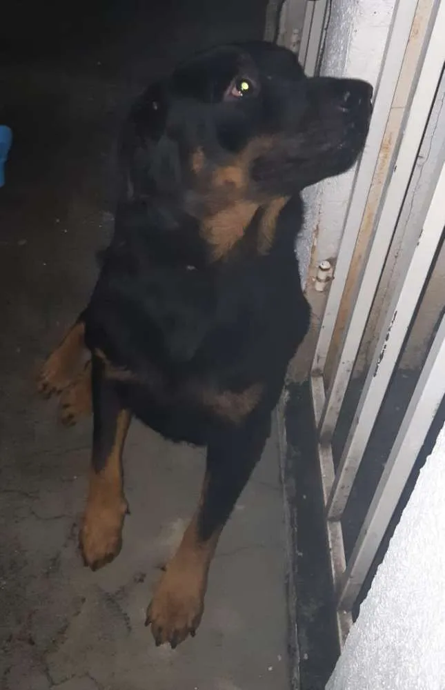 Cachorro raça Rottweiler idade 1 ano nome Nome ignorado