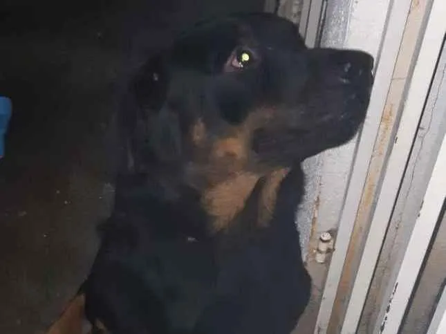 Cachorro raça Rottweiler idade 1 ano nome Nome ignorado