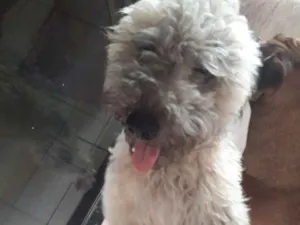 Cachorro raça Sem raça definida  idade 7 a 11 meses nome PEQUENA