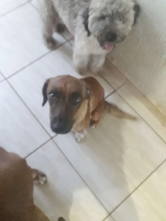 Cachorro ra a Sem raça definida  idade 2 anos nome Menina