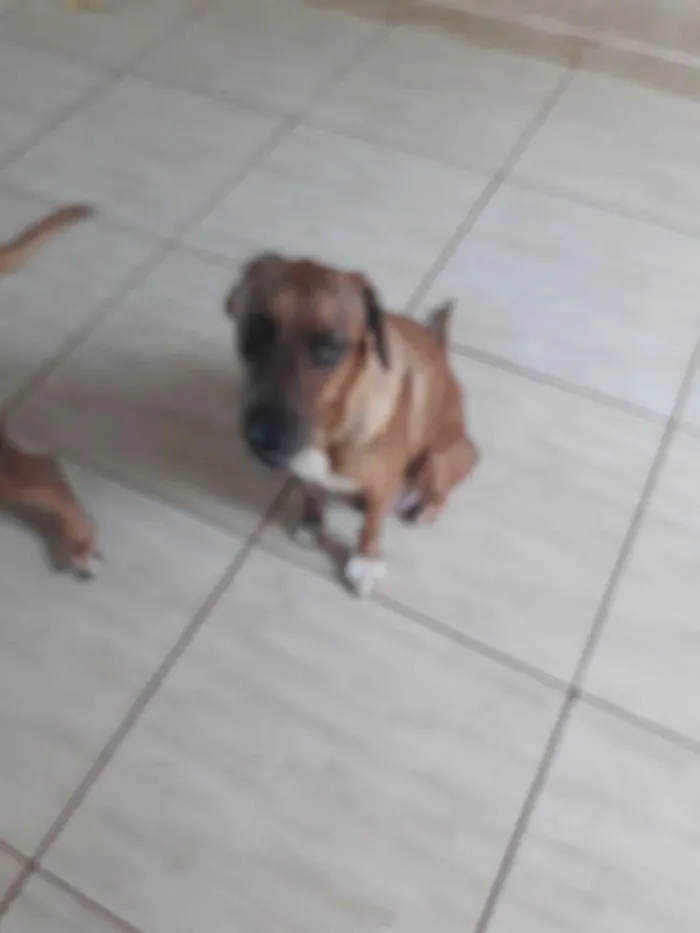 Cachorro ra a Sem raça definida  idade 2 anos nome Menina