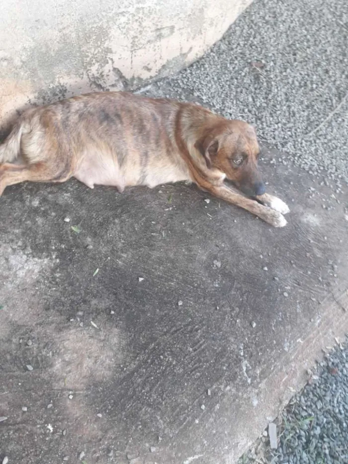 Cachorro ra a Sem raça definida  idade 2 anos nome Menina