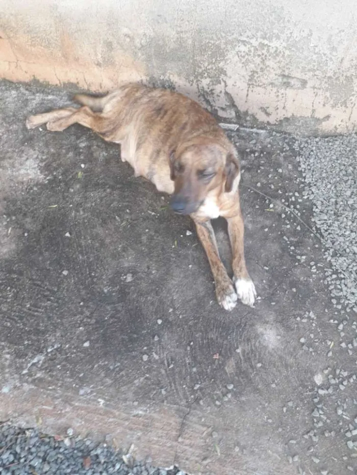 Cachorro ra a Sem raça definida  idade 2 anos nome Menina