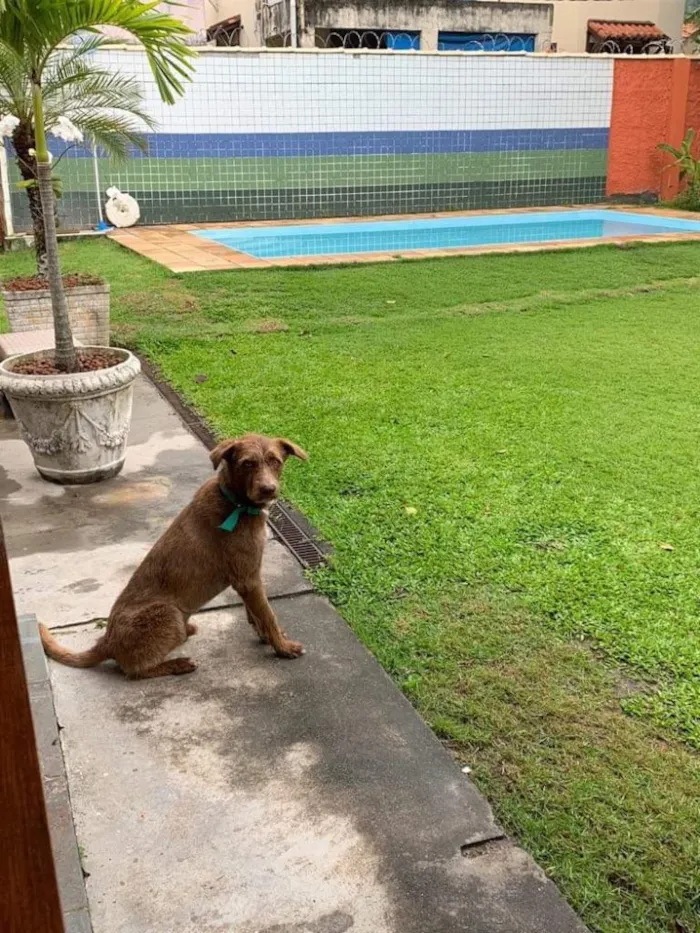 Cachorro ra a Mistura  idade 2 anos nome Pirulito