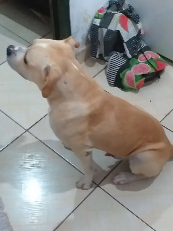 Cachorro ra a Vira lata,pitbull idade 2 a 6 meses nome Não sei