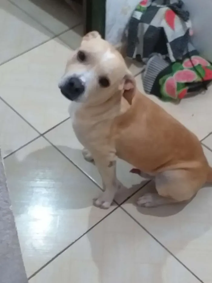 Cachorro ra a Vira lata,pitbull idade 2 a 6 meses nome Não sei