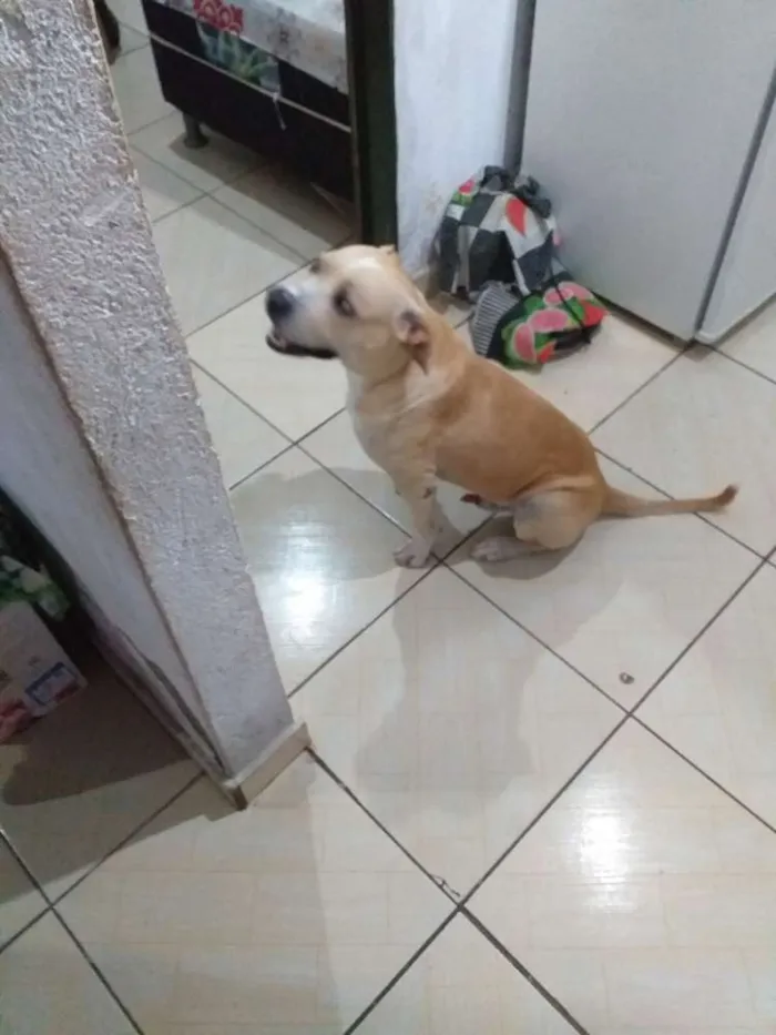 Cachorro ra a Vira lata,pitbull idade 2 a 6 meses nome Não sei