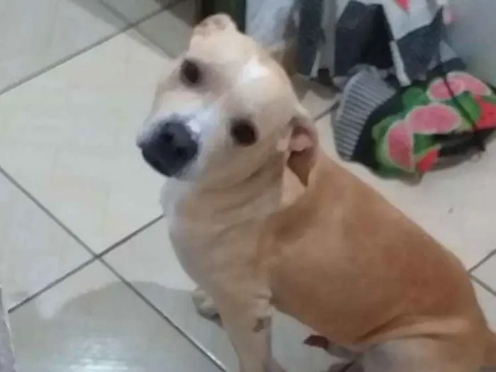 Cachorro ra a Vira lata,pitbull idade 2 a 6 meses nome Não sei