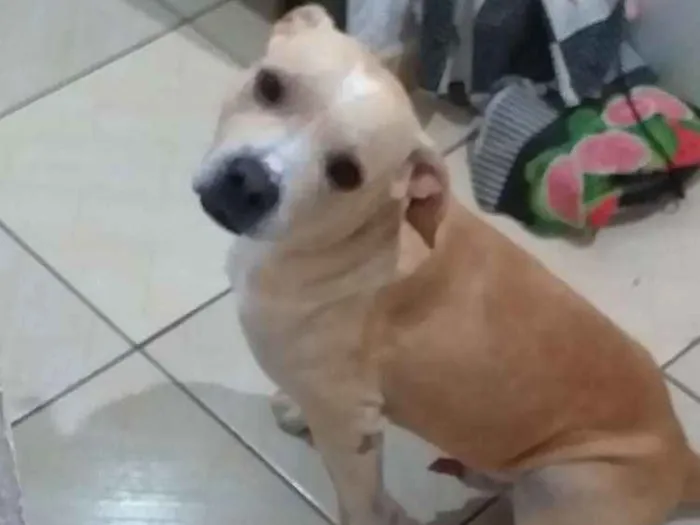 Cachorro ra a Vira lata,pitbull idade 2 a 6 meses nome Não sei