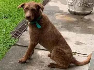 Cachorro ra a Mistura  idade 2 anos nome Pirulito