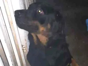 Cachorro raça Rottweiler idade 1 ano nome Nome ignorado