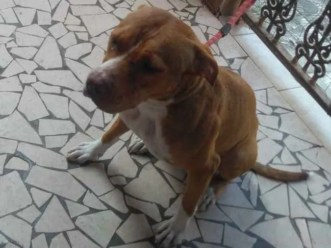 Cachorro ra a Pit-Bull idade 1 ano nome Hera