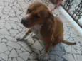 Hera