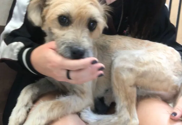 Cachorro ra a srd idade 7 a 11 meses nome Pitu