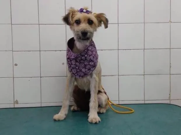 Cachorro ra a srd idade 7 a 11 meses nome Pitu