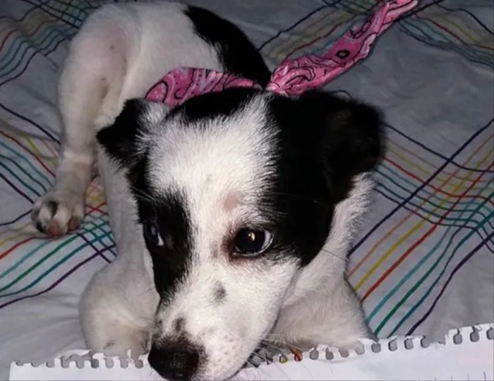 Cachorro ra a Vira-lata  idade 2 a 6 meses nome Floquinha