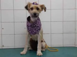 Cachorro raça srd idade 7 a 11 meses nome Pitu