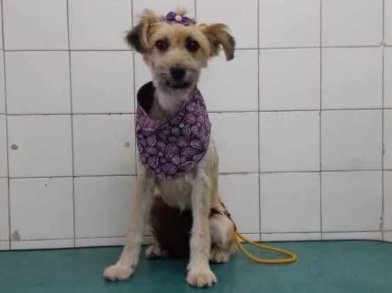 Cachorro ra a srd idade 7 a 11 meses nome Pitu